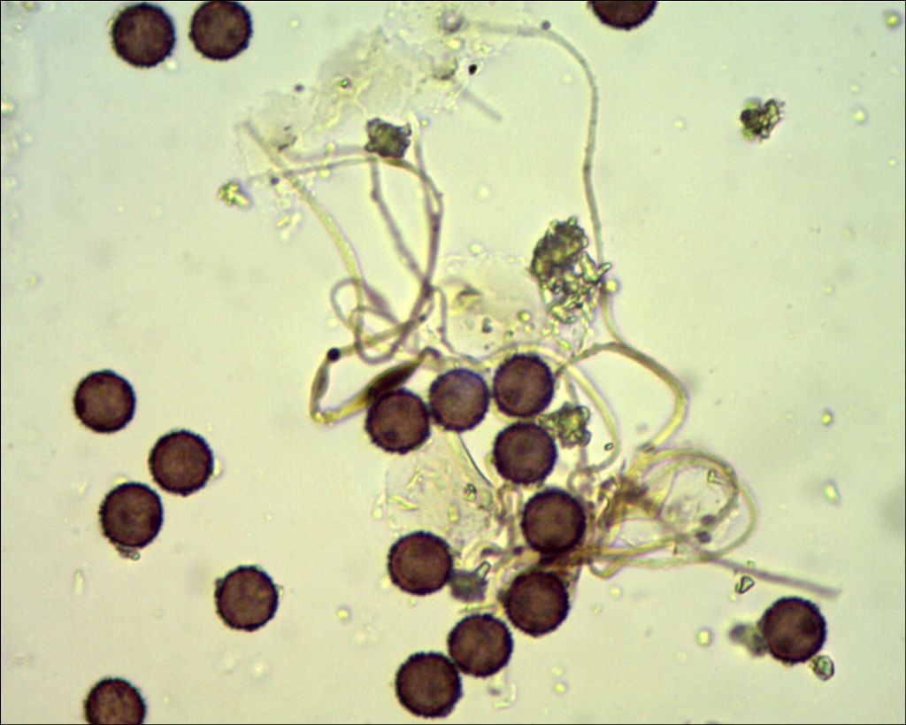 Didymium cf balearicum